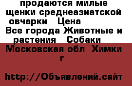 продаются милые щенки среднеазиатской овчарки › Цена ­ 30 000 - Все города Животные и растения » Собаки   . Московская обл.,Химки г.